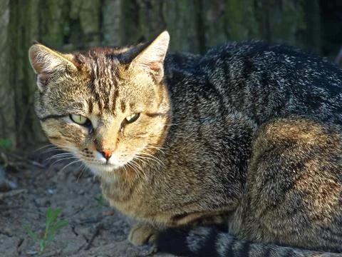 Gray tabby cat. Stock Photos