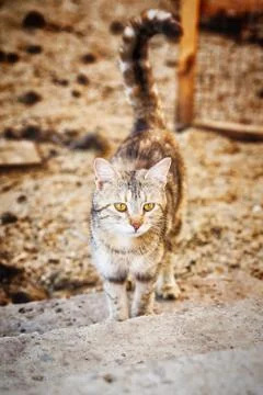 Gray tabby cat Stock Photos