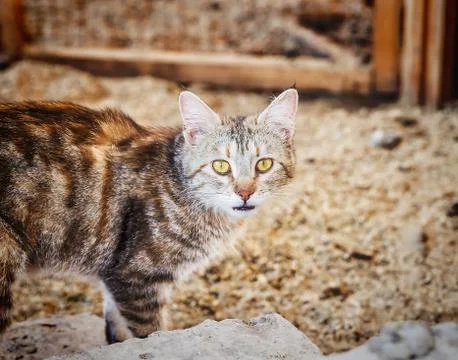 Gray tabby cat Stock Photos