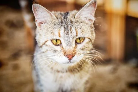 Gray tabby cat Stock Photos