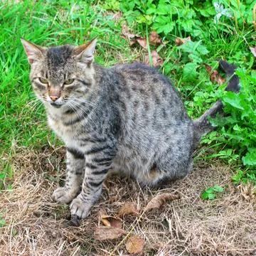 Gray Tabby Cat Stock Photos