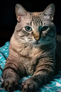 Gray tabby cat in profile pose. Foto stock