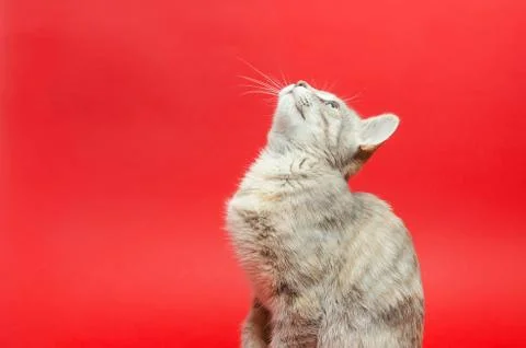 Gray tabby cat on a red background. Animal portrait. Pet. Place for text. Cop Stock Photos
