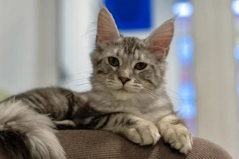 Gray tabby cat relaxes on a soft surface, displaying calm demeanor. at an Foto stock