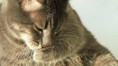 The gray tabby cat is resting and licking its paw, grooming it self. Stock Footage 140095665