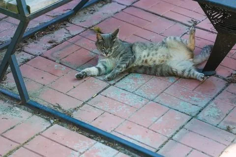 Gray tabby cat resting on its back on red brick patio. Relaxed domestic felin Stock-Fotos