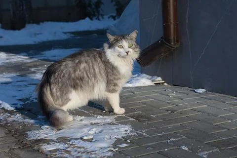 Gray Tabby Cat Resting in a Rustic Outdoor Shelter Stock Photos