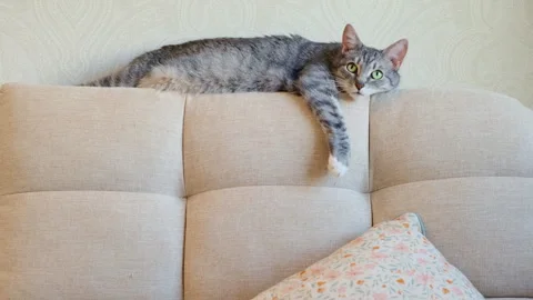 Gray tabby cat resting on top of a beige couch. Domestic pet relaxing and Stock Footage 345343287