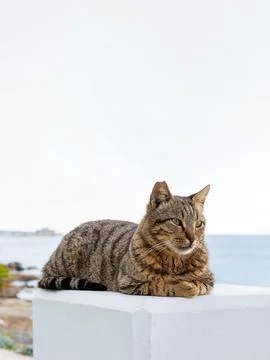 Gray tabby cat resting on a white concrete pedestal by the sea in Paphos, C.. Stock Photos