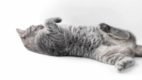 Gray tabby cat scottish plays lying on its back 스톡 동영상 194393327