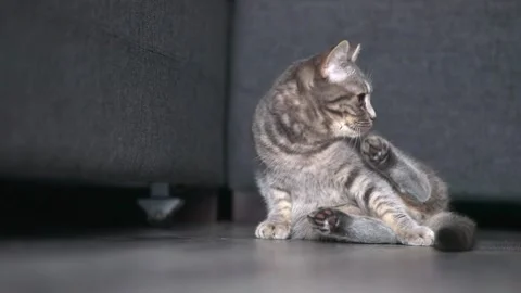 Gray tabby cat scottish sits on a gray background and looks around Stock-Footage 196371092
