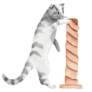 A gray tabby cat sharpening its claws on a scratching post, hand-drawn waterc Stock Illustration