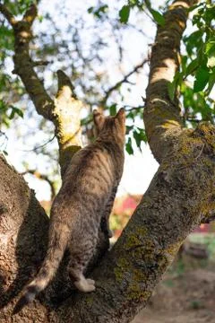 Gray tabby cat sits on a tree, rear view. Street animals hunt birds 写真素材