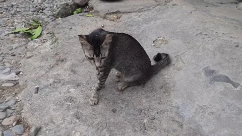 Gray tabby cat sitting on concrete ground outdoors Stock Footage 310392504
