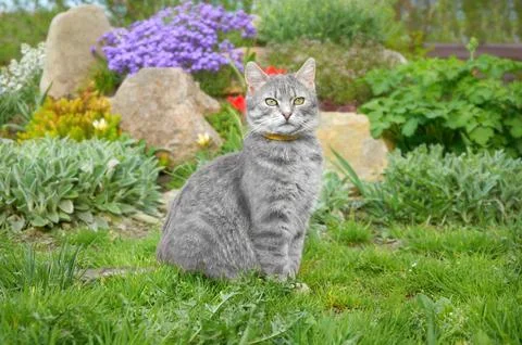 A gray tabby cat is sitting in green grass and spring flowers in a garden. Stock Photos