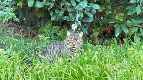 Gray tabby cat sitting in lush green grass Stock-Footage 337404385