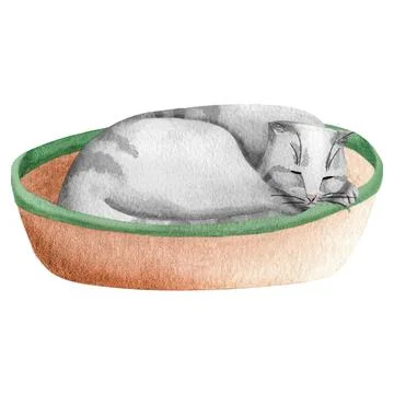A gray tabby cat sleeping on a bed, watercolor illustration. A British or Sco Stock Illustration