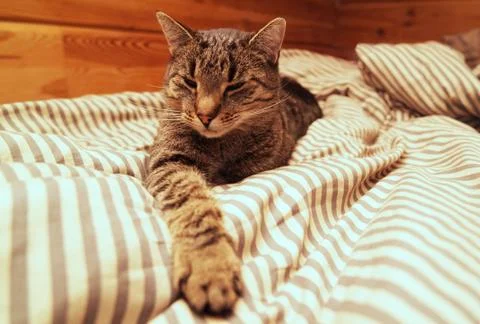 Gray tabby cat is sleeping on the bed. Stock Photos