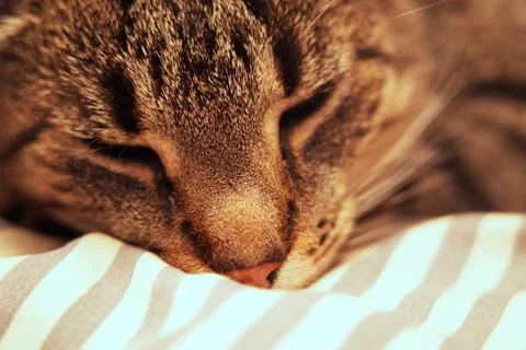 Gray tabby cat is sleeping on the bed. Close-up on a snout. Stock Photos