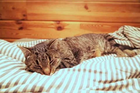 Gray tabby cat is sleeping on the bed. Stock Photos