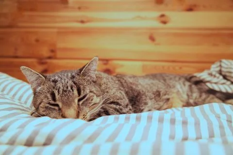 Gray tabby cat is sleeping on the bed. Stock Photos