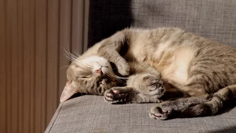 Gray tabby cat sleeping peacefully on a couch in warm sunlight Stock Footage 305922423