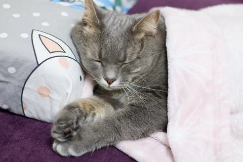 Gray tabby cat is sleeping soundly on a pillow under a soft blanket, indoors. Stock Photos