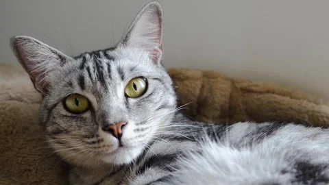 Gray tabby cat sniffing air in the bedroom, Stock Footage 294936558