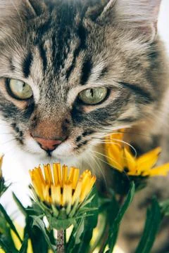 Gray tabby cat sniffs bright yellow flowers Stock Photos