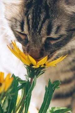 Gray tabby cat sniffs bright yellow flowers Stock Photos