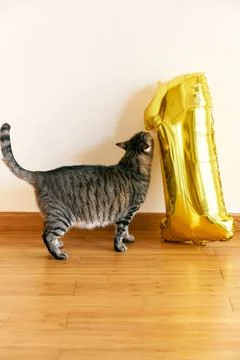 Gray tabby cat sniffs the inflatable number one on the floor in the room Stock Photos