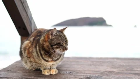 Gray tabby cat squints while sitting on a wooden pier by the sea Video stock 270147331