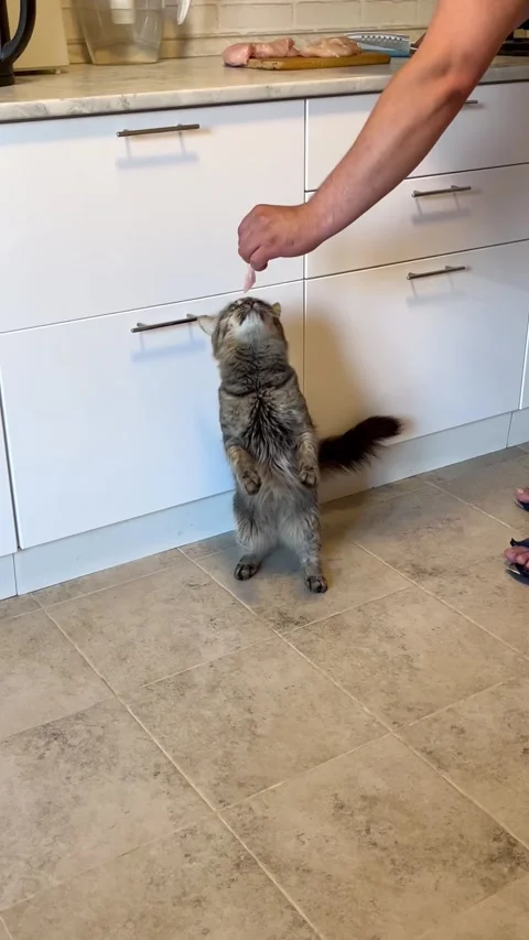Gray tabby cat stands on kitchen floor reaching for food held by a human hand Stock Footage 336311569