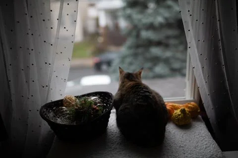 Gray tabby cat is on the table and looks out the window, watching the birds Stock Photos