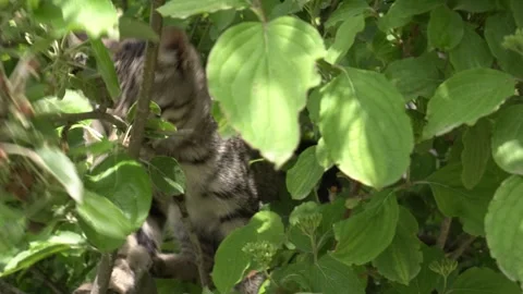 Gray tabby cat in a tree, outdoors. Stock Footage 329475510