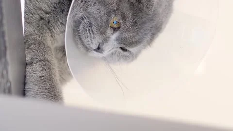 Gray tabby cat in vet collar sad lying on sofa at home after surgery. Vertical Stock-Footage 250352692