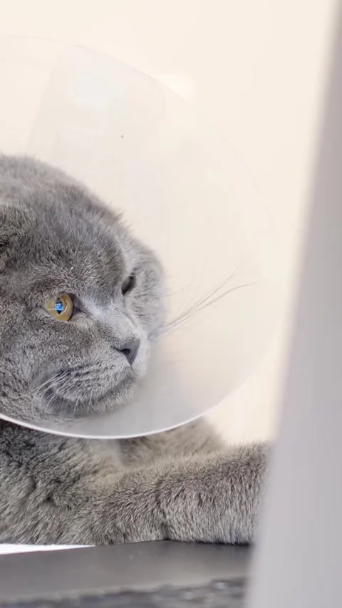 Gray tabby cat in vet collar sad lying on sofa at home after surgery. Vertical Stock Footage 250383161