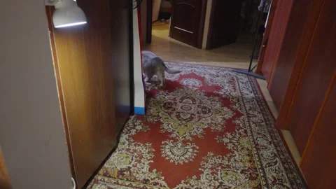 Gray Tabby Cat Walking Along Ornate Red Persian Rug In Cozy Hallway Stockbeeldmateriaal 346042956