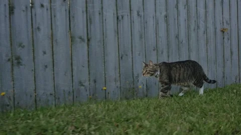 A gray tabby cat walks alone along a wooden fence Stock Footage 147258059