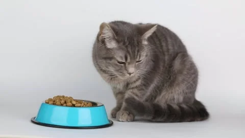Gray tabby cat walks away from the bowl of food 스톡 동영상 201130024