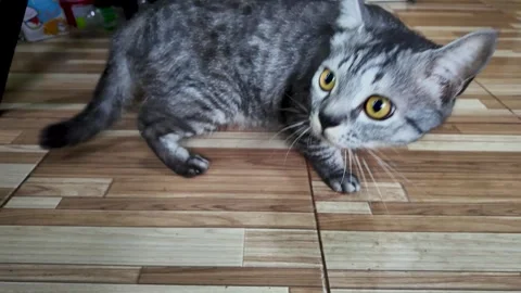 A gray tabby cat walks, looking at the camera and being wary of the camera. 動画素材 291003680