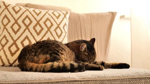Gray tabby cat is washing himself on the couch.Pet hygiene. Stock Footage 328473807