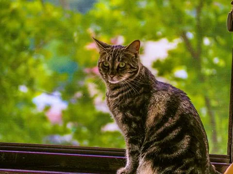 Gray tabby cat by the window Stock Photos