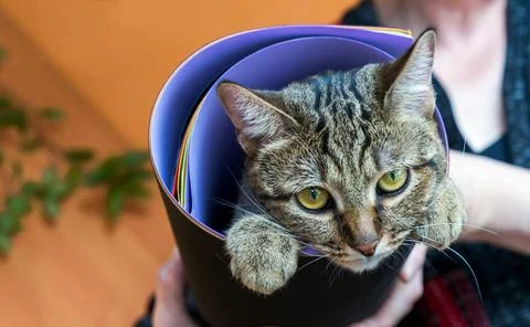 Gray tabby cat wrapped in a roll with colored paper. Stock Photos