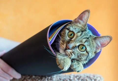 Gray tabby cat wrapped in a roll with colored paper. Foto stock