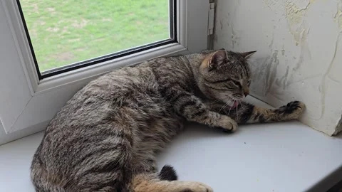 A gray tabby cat yawns and cleans itself on a windowsill. Stock Footage 333100876