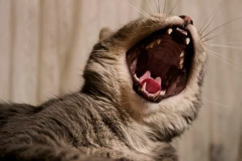 Gray Tabby Cat Yawns Stock Photos