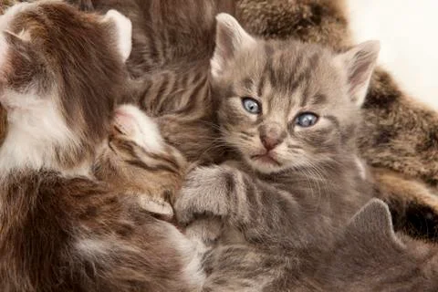 Gray tabby cat young Stock Photos