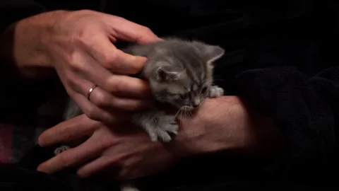 Gray Tabby Cute Kittens are Having Fun in Arms of Their Owner Stock Footage 260509715