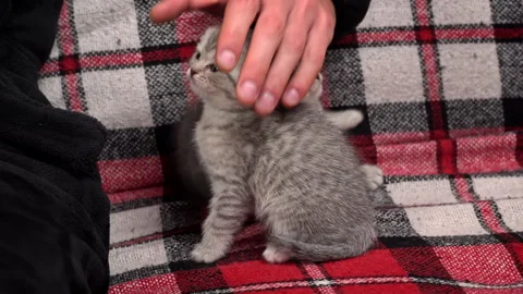 Gray Tabby Cute Kittens are Having Fun in Arms of Their Owner Stock Footage 260533392